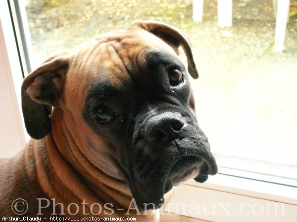 Photo de Boxer