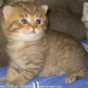 Photo de British shorthair