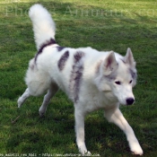 Photo de Husky siberien