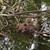 Photo de Canard colvert