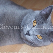 Photo de Chartreux