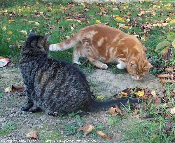 Photo de Chat domestique