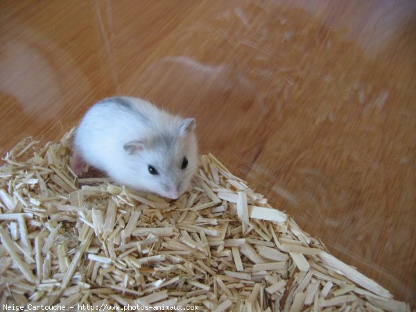 Photo de Hamster