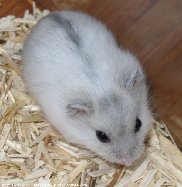 Photo de Hamster