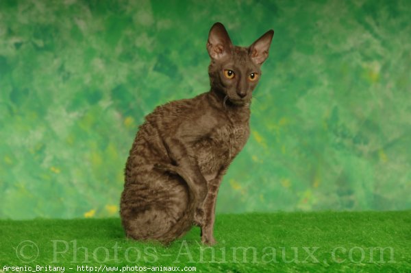 Photo de Cornish rex