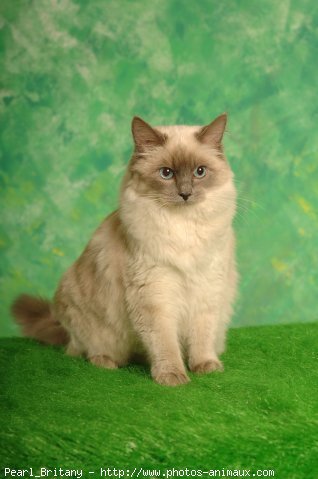 Photo de Ragdoll