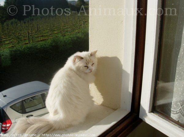 Photo de Ragdoll