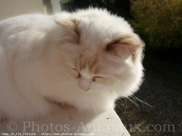 Photo de Ragdoll