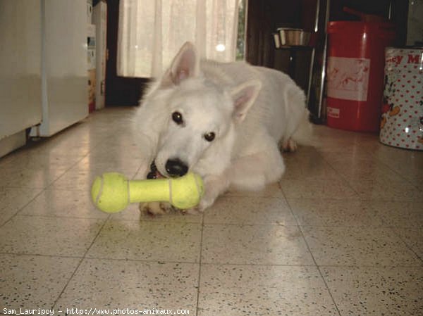 Photo de Berger blanc suisse