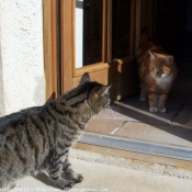 Photo de Chat domestique