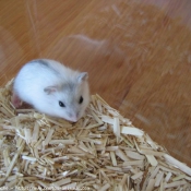 Photo de Hamster