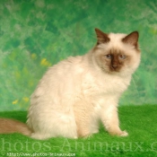 Photo de Sacr de birmanie