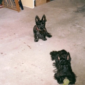 Photo de Scottish terrier