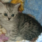 Photo de British shorthair