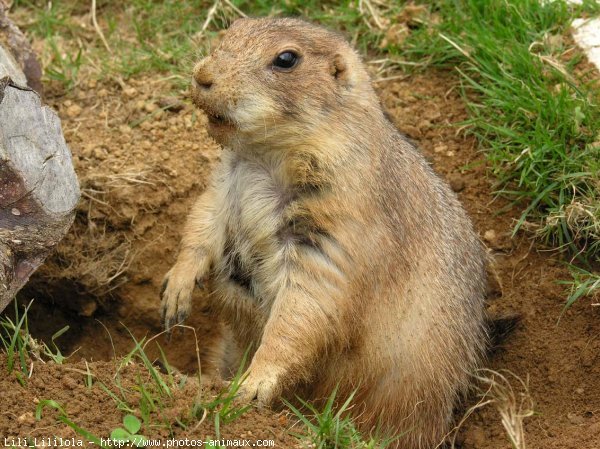 Photo de Chien de prairie