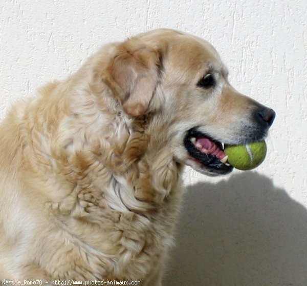 Photo de Golden retriever