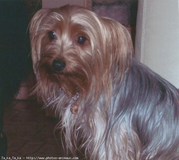 Photo de Yorkshire terrier