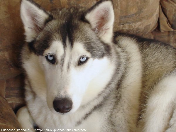 Photo de Husky siberien