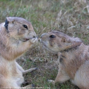 Photo de Chien de prairie