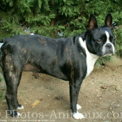 Photo de Boston terrier