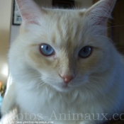 Photo de Ragdoll