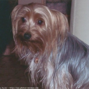 Photo de Yorkshire terrier