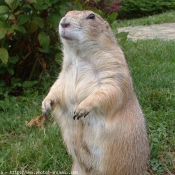 Photo de Chien de prairie