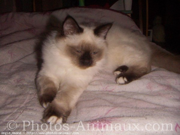 Photo de Sacr de birmanie