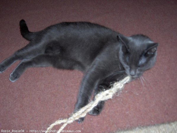 Photo de Chartreux