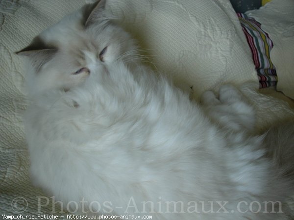 Photo de Ragdoll