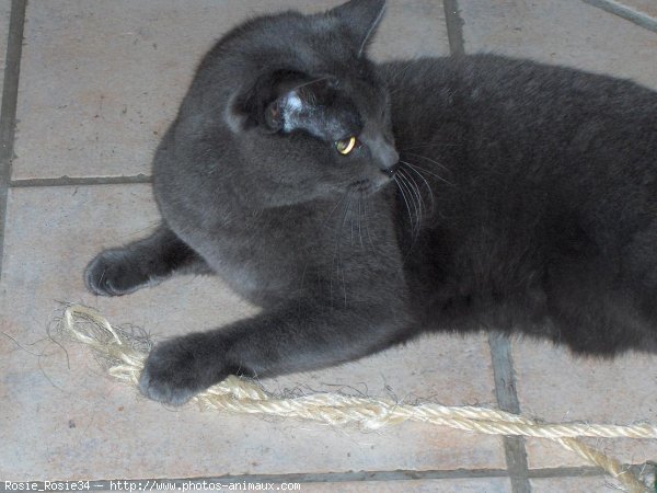 Photo de Chartreux