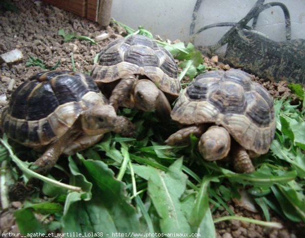 Photo de Tortue