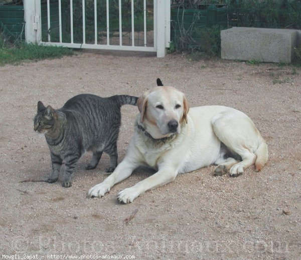 Photo de Chat domestique