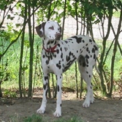 Photo de Dalmatien