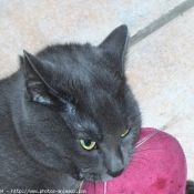 Photo de Chartreux