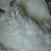 Photo de Ragdoll