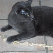 Photo de Chartreux