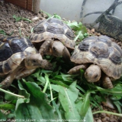 Photo de Tortue