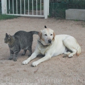 Photo de Chat domestique