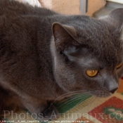 Photo de Chartreux