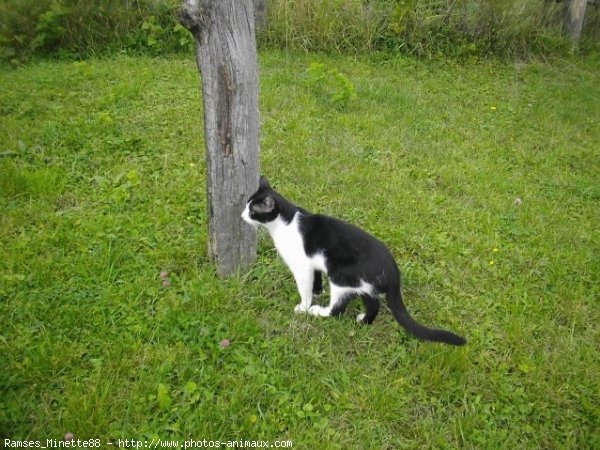 Photo de Chat domestique