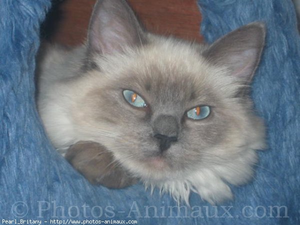 Photo de Ragdoll