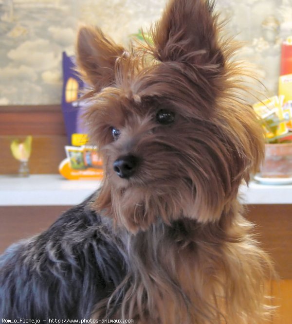 Photo de Yorkshire terrier