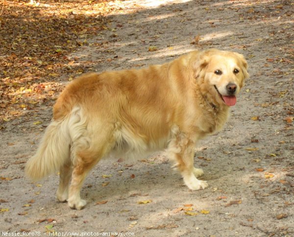 Photo de Golden retriever