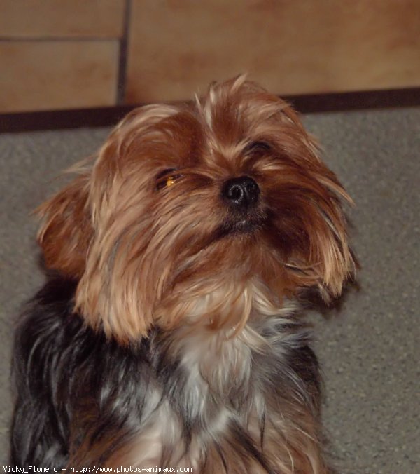 Photo de Yorkshire terrier