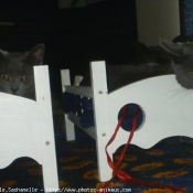 Photo de Chartreux