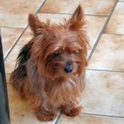 Photo de Yorkshire terrier