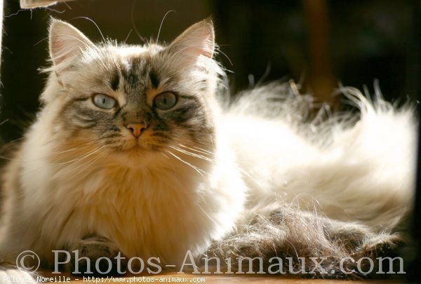 Photo de Sacr de birmanie