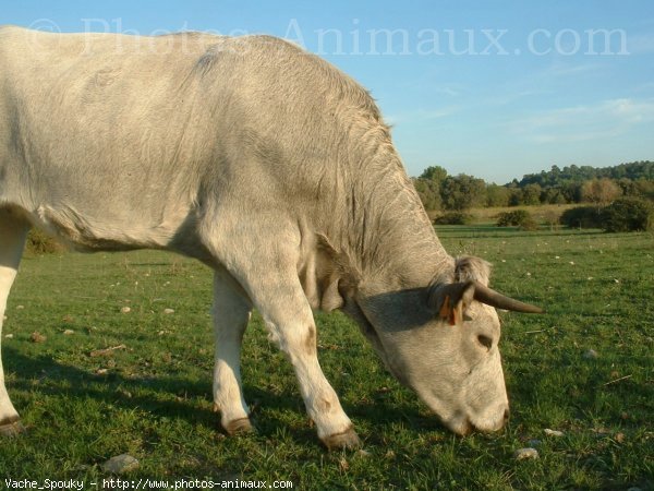 Photo de Vache