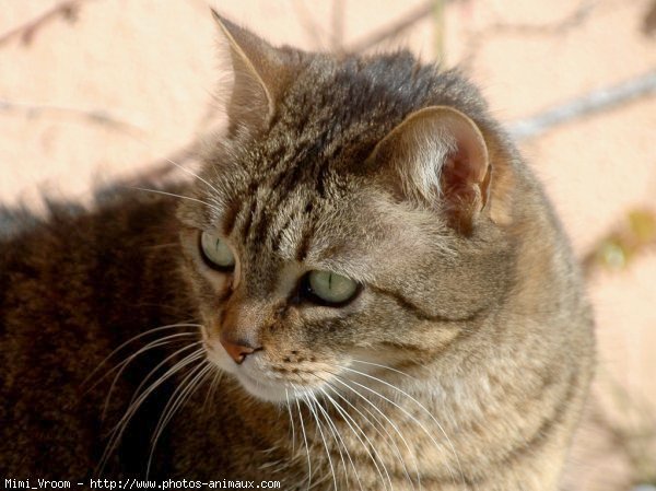 Photo de Chat domestique